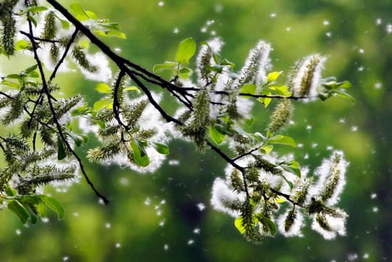 photo of tree pollen
