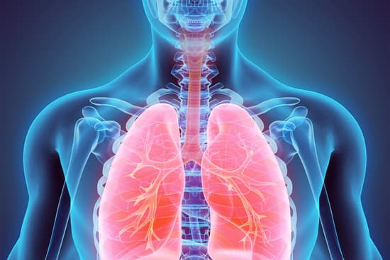 lungs and upper airway anatomylungs and upper airway anatomy