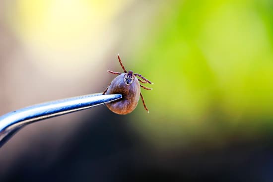 tweezers holding tick