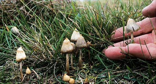 magic mushrooms