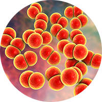photo of gonorrhea bacteria